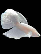 Load image into Gallery viewer, Male Halfmoon - White Platinum #029 - Live Betta Fish
