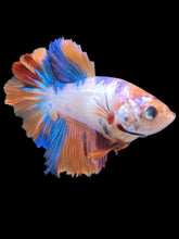 Load image into Gallery viewer, TOP GRADE Female Halfmoon - Galaxy #030 - Live Betta Fish
