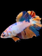 Load image into Gallery viewer, TOP GRADE Female Halfmoon - Galaxy #030 - Live Betta Fish
