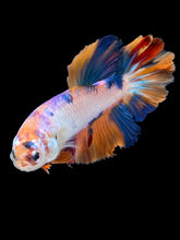 Load image into Gallery viewer, TOP GRADE Female Halfmoon - Galaxy #030 - Live Betta Fish
