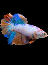 Load image into Gallery viewer, TOP GRADE Female Halfmoon - Galaxy #030 - Live Betta Fish

