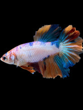 Load image into Gallery viewer, TOP GRADE Female Halfmoon - Galaxy #030 - Live Betta Fish
