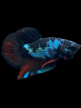 Load image into Gallery viewer, Male Halfmoon Plakat - Blue Avatar #031 - Live Betta Fish
