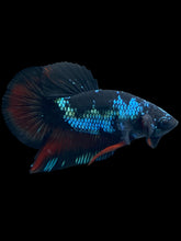 Load image into Gallery viewer, Male Halfmoon Plakat - Blue Avatar #031 - Live Betta Fish
