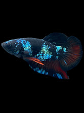 Load image into Gallery viewer, Male Halfmoon Plakat - Blue Avatar #031 - Live Betta Fish

