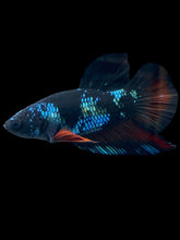 Load image into Gallery viewer, Male Halfmoon Plakat - Blue Avatar #031 - Live Betta Fish
