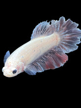 Load image into Gallery viewer, TOP GRADE Female Rosetail - Snow Copper #032 - Live Betta Fish
