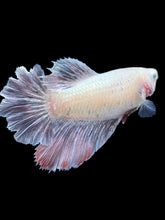 Load image into Gallery viewer, TOP GRADE Female Rosetail - Snow Copper #032 - Live Betta Fish

