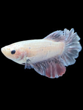 Load image into Gallery viewer, TOP GRADE Female Rosetail - Snow Copper #032 - Live Betta Fish
