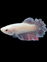 Load image into Gallery viewer, TOP GRADE Female Rosetail - Snow Copper #032 - Live Betta Fish
