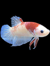 Load image into Gallery viewer, GIANT Male Halfmoon Plakat - Tancho #033 - Live Betta Fish
