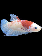 Load image into Gallery viewer, GIANT Male Halfmoon Plakat - Tancho #033 - Live Betta Fish
