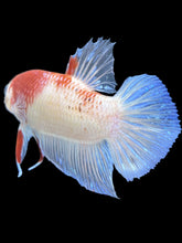 Load image into Gallery viewer, GIANT Male Halfmoon Plakat - Tancho #033 - Live Betta Fish
