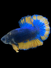 Load image into Gallery viewer, Male Halfmoon Plakat - Blue Mustard #034 - Live Betta Fish
