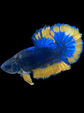 Load image into Gallery viewer, Male Halfmoon Plakat - Blue Mustard #034 - Live Betta Fish

