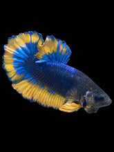 Load image into Gallery viewer, Male Halfmoon Plakat - Blue Mustard #034 - Live Betta Fish

