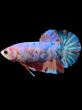 Load image into Gallery viewer, Male Halfmoon Plakat - Candy #035 - Live Betta Fish
