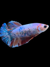 Load image into Gallery viewer, Male Halfmoon Plakat - Candy #035 - Live Betta Fish
