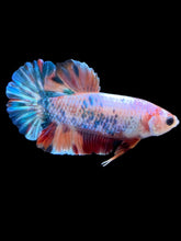 Load image into Gallery viewer, Male Halfmoon Plakat - Candy #035 - Live Betta Fish

