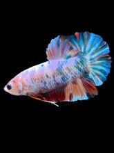 Load image into Gallery viewer, Male Halfmoon Plakat - Candy #035 - Live Betta Fish
