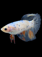 Load image into Gallery viewer, TOP GRADE Female Halfmoon - Dot #036 - Live Betta Fish
