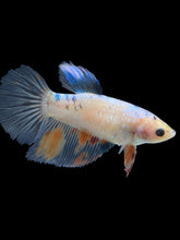 Load image into Gallery viewer, TOP GRADE Female Halfmoon - Dot #036 - Live Betta Fish
