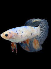Load image into Gallery viewer, TOP GRADE Female Halfmoon - Dot #036 - Live Betta Fish
