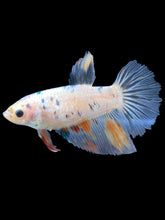 Load image into Gallery viewer, TOP GRADE Female Halfmoon - Dot #036 - Live Betta Fish
