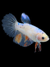 Load image into Gallery viewer, TOP GRADE Female Halfmoon - Dot #036 - Live Betta Fish
