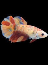 Load image into Gallery viewer, TOP GRADE Female Halfmoon - Galaxy #037 - Live Betta Fish

