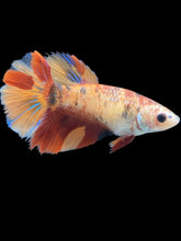 Load image into Gallery viewer, TOP GRADE Female Halfmoon - Galaxy #037 - Live Betta Fish
