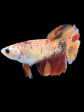 Load image into Gallery viewer, TOP GRADE Female Halfmoon - Galaxy #037 - Live Betta Fish
