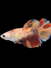 Load image into Gallery viewer, TOP GRADE Female Halfmoon - Galaxy #037 - Live Betta Fish
