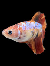 Load image into Gallery viewer, TOP GRADE Female Halfmoon - Galaxy #038 - Live Betta Fish

