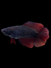 Load image into Gallery viewer, TOP GRADE Female Fullmoon - Red Devil #041 - Live Betta Fish

