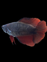 Load image into Gallery viewer, TOP GRADE Female Fullmoon - Red Devil #041 - Live Betta Fish
