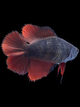 Load image into Gallery viewer, TOP GRADE Female Fullmoon - Red Devil #041 - Live Betta Fish
