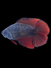 Load image into Gallery viewer, TOP GRADE Female Fullmoon - Red Devil #041 - Live Betta Fish
