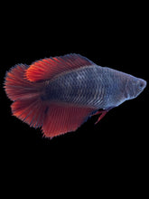 Load image into Gallery viewer, TOP GRADE Female Fullmoon - Red Devil #041 - Live Betta Fish
