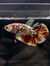 Load image into Gallery viewer, Male Halfmoon Plakat - Red Gold Glitter #046 - Live Betta Fish
