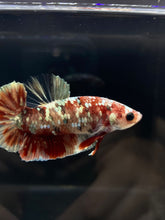 Load image into Gallery viewer, Male Halfmoon Plakat - Red Gold Glitter #046 - Live Betta Fish
