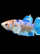 Load image into Gallery viewer, Female Halfmoon Plakat - Candy Dumbo #047 - Live Betta Fish
