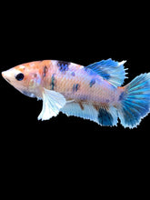 Load image into Gallery viewer, Female Halfmoon Plakat - Candy Dumbo #047 - Live Betta Fish
