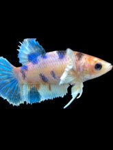 Load image into Gallery viewer, Female Halfmoon Plakat - Candy Dumbo #047 - Live Betta Fish
