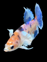 Load image into Gallery viewer, Female Halfmoon Plakat - Candy Dumbo #047 - Live Betta Fish
