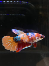 Load image into Gallery viewer, TOP GRADE Female Halfmoon - Multicolor #050 - Live Betta Fish
