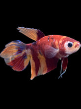 Load image into Gallery viewer, TOP GRADE Female Veiltail - Multicolor #052 - Live Betta Fish
