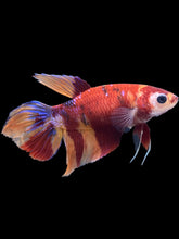 Load image into Gallery viewer, TOP GRADE Female Veiltail - Multicolor #052 - Live Betta Fish
