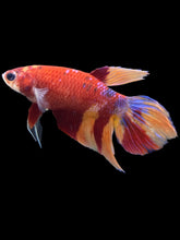 Load image into Gallery viewer, TOP GRADE Female Veiltail - Multicolor #052 - Live Betta Fish
