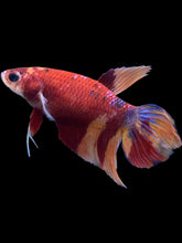 Load image into Gallery viewer, TOP GRADE Female Veiltail - Multicolor #052 - Live Betta Fish
